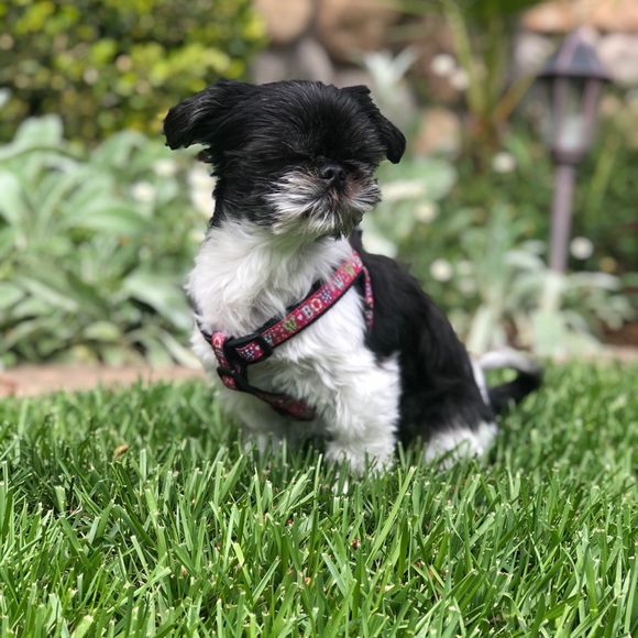 Meet your Posher, Mindy - Picture 8 of 8